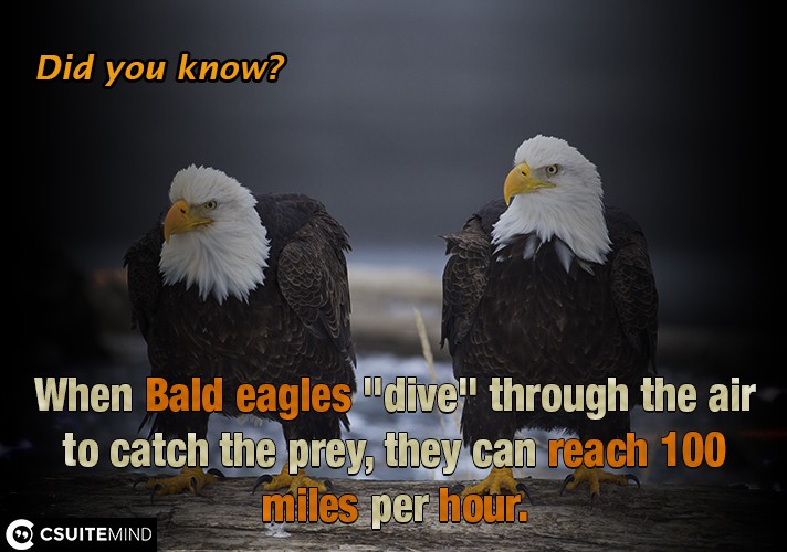 When  Bald eagles 