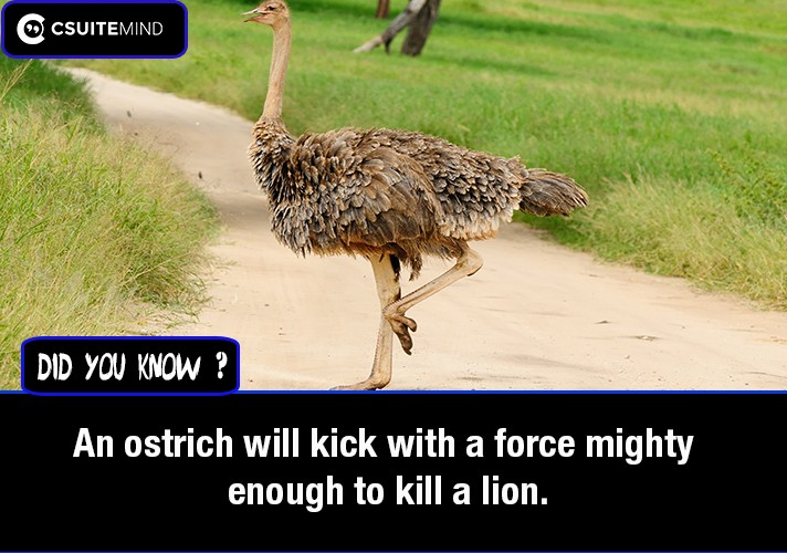 An ostrich will kick with a force mighty enough to kill a lion.
