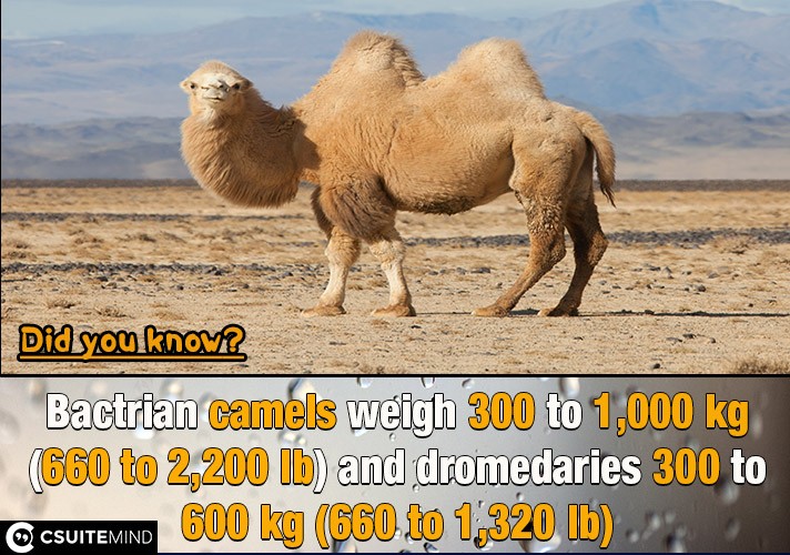  Bactrian camels weigh 300 to 1,000 kg (660 to 2,200 lb) and dromedaries 300 to 600 kg (660 to 1,320 lb).For instance,
