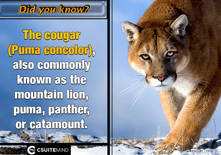 The cougar (Puma concolor), also commonly known as the mountain lion, puma, panther, or catamount.
