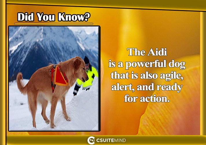 The Aidi  is a powerful dog that is also agile, alert, and ready for action.
