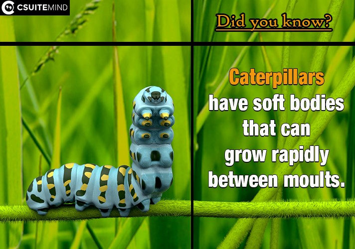 Caterpillars have soft bodies that can grow rapidly between moults. 
