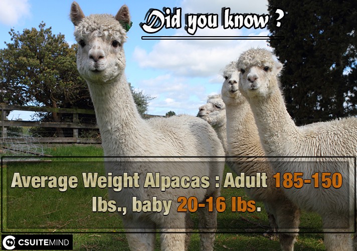 Average Weight Alpacas  : Adult 150-185 lbs., baby 16-20 lbs.
