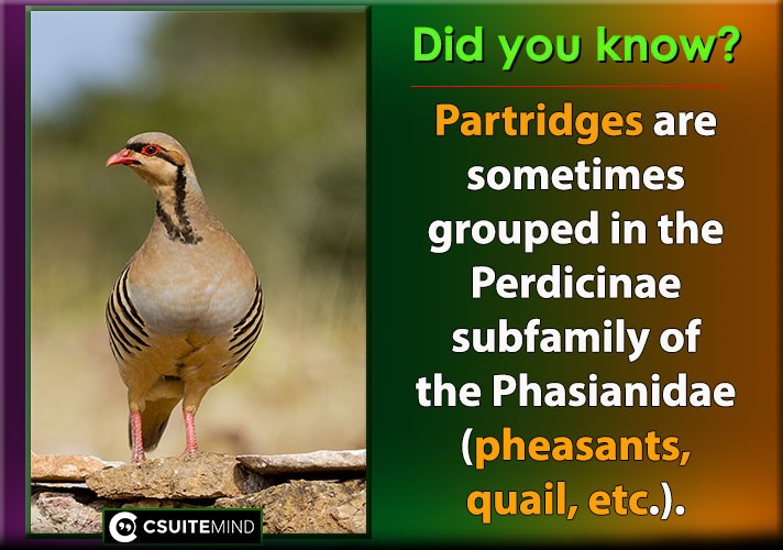 Partridges are sometimes grouped in the Perdicinae subfamily of the Phasianidae (pheasants, quail, etc.).
