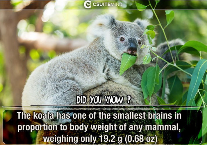 the-koala-has-one-of-the-smallest-brains-in-proportion-to-body-weight-of-any-mammal-weighing-only-192-g-068-oz
