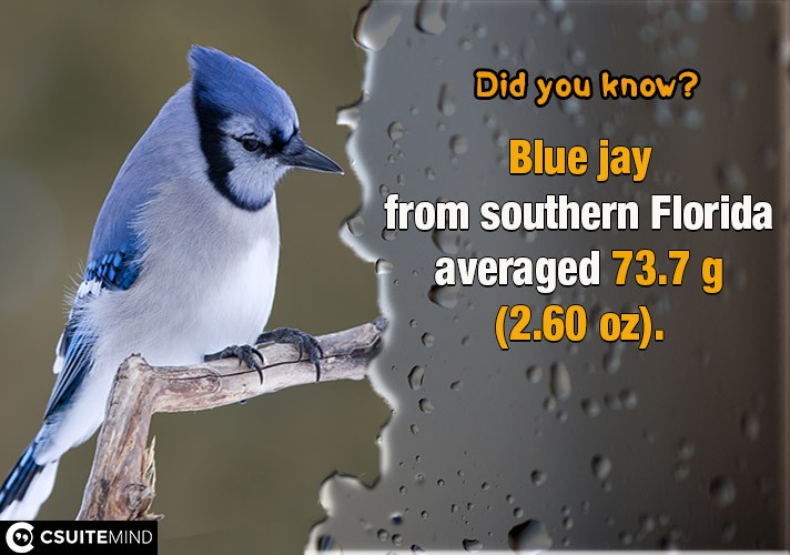  Blue jay from southern Florida averaged 73.7 g (2.60 oz).
