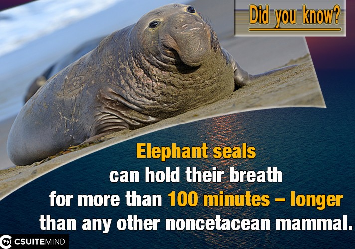 Elephant seals can hold their breath for more than 100 minutes – longer than any other noncetacean mammal.
