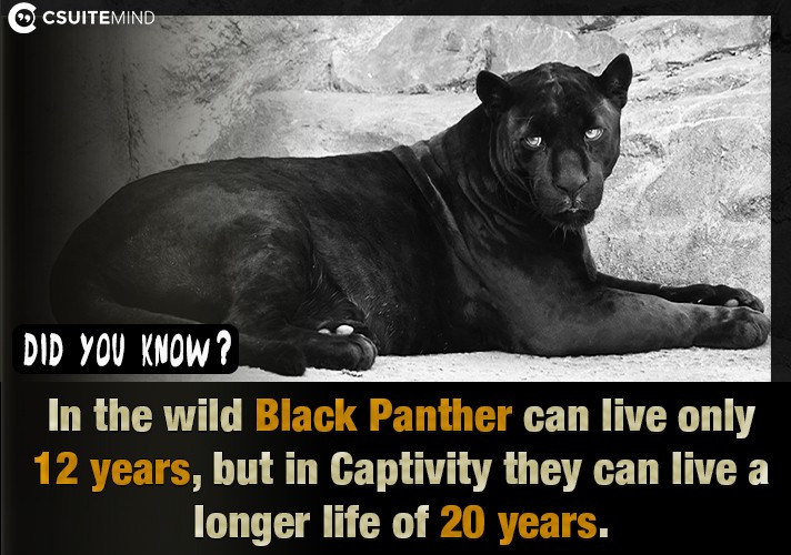  In the wild  Black Panther can live only 12 years, but in Captivity they can live a longer life of 20 years.
