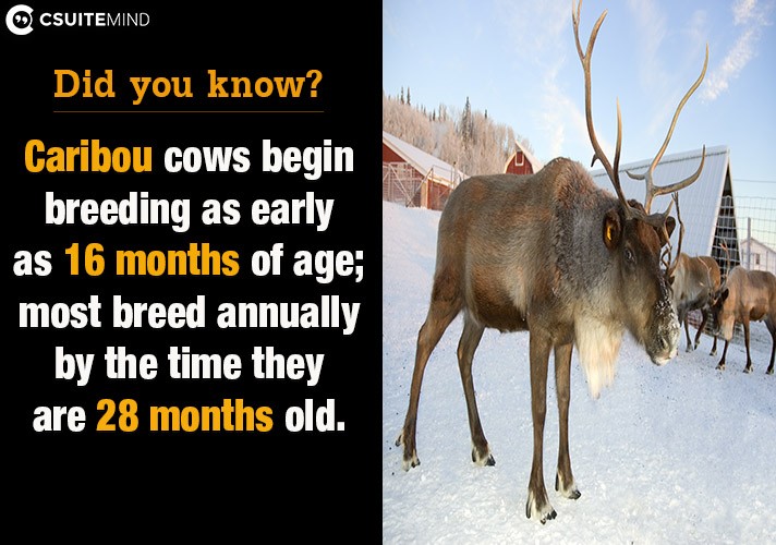 Caribou cows begin breeding as early as 16 months of age; most breed annually by the time they are 28 months old, 
