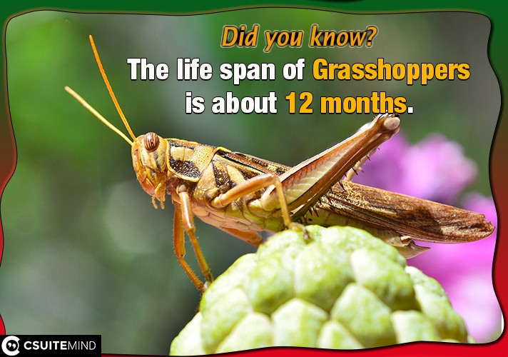 The life span of Grasshoppers is about 12 months.

