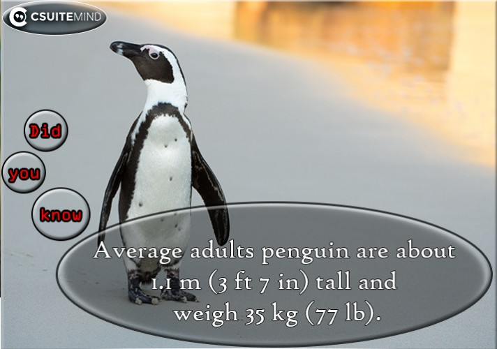 average-adults-penguin-are-about-11-m-3-ft-7-in-tall-and-weigh-35-kg-77-lb