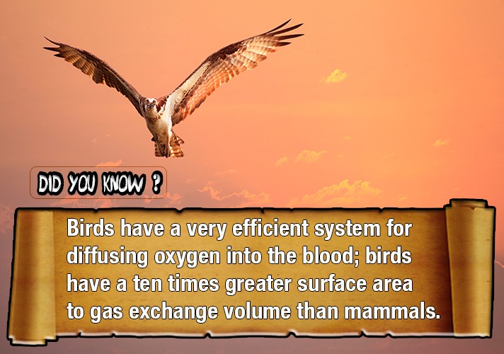 Birds have a very efficient system for diffusing oxygen into the blood; birds have a ten times greater surface area to gas exchange volume than mammals.