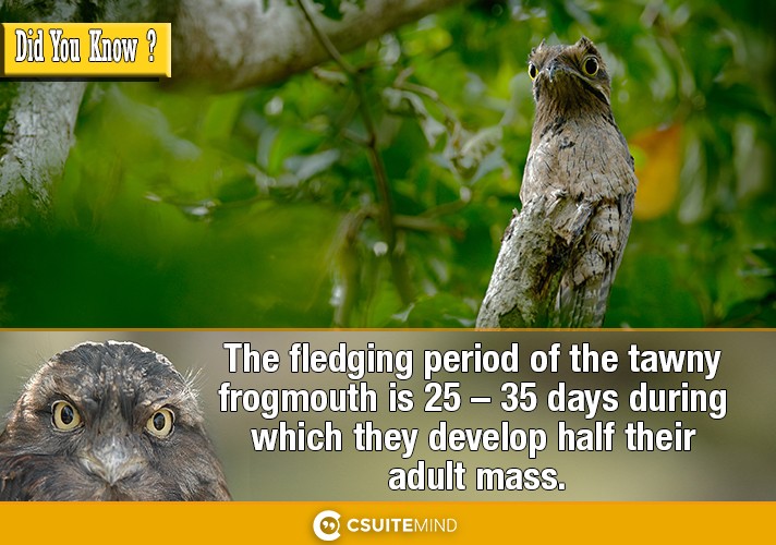 The fledging period of the tawny frogmouth is 25 – 35 days during which they develop half their adult mass.