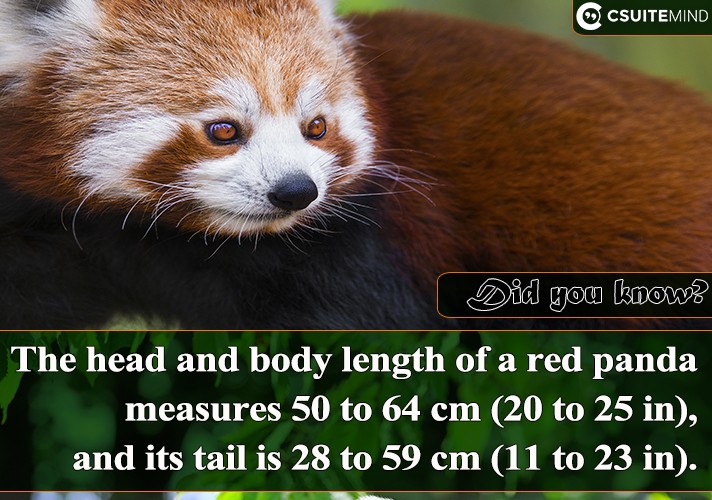 the-head-and-body-length-of-a-red-panda-measures-50-to-64-cm-20-to-25-in-and-its-tail-is-28-to-59-cm-11-to-23-in