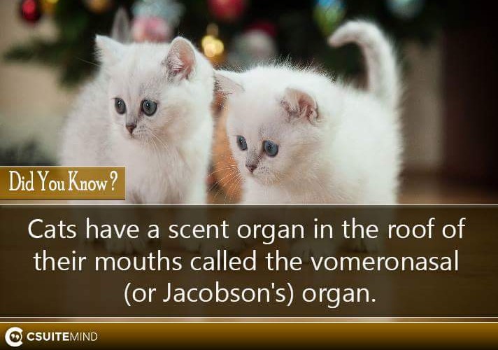 Cats  have a scent organ in the roof of their mouths called the vomeronasal (or Jacobson's) organ.
