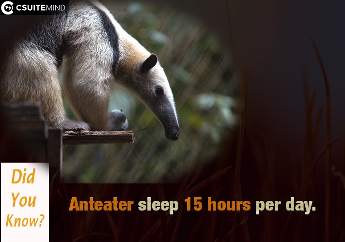 Anteater  sleep 15 hours per day.
