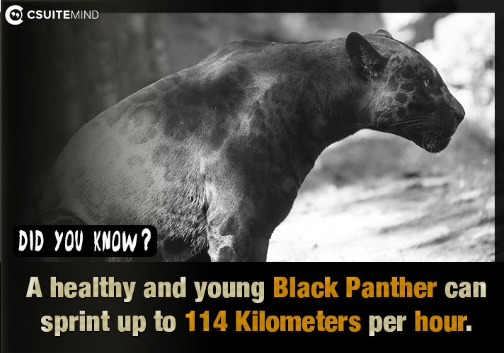 a-healthy-and-young-black-panther-can-sprint-up-to-114-kilometers-per-hour