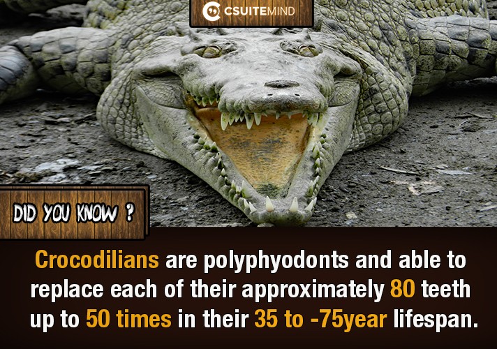 crocodilians-are-polyphyodonts-and-able-to-replace-each-of-their-approximately-80-teeth-up-to-50-times-in-their-35-to-75-year-lifespan