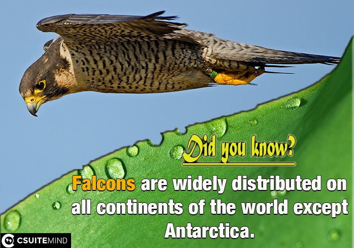  Falcons are widely distributed on all continents of the world except Antarctica.
