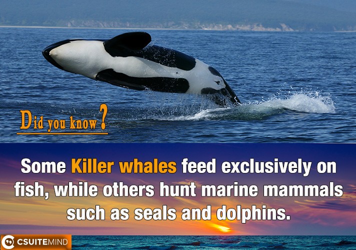 some-killer-whales-feed-exclusively-on-fish-while-others-hunt-marine-mammals-such-as-seals-and-dolphins