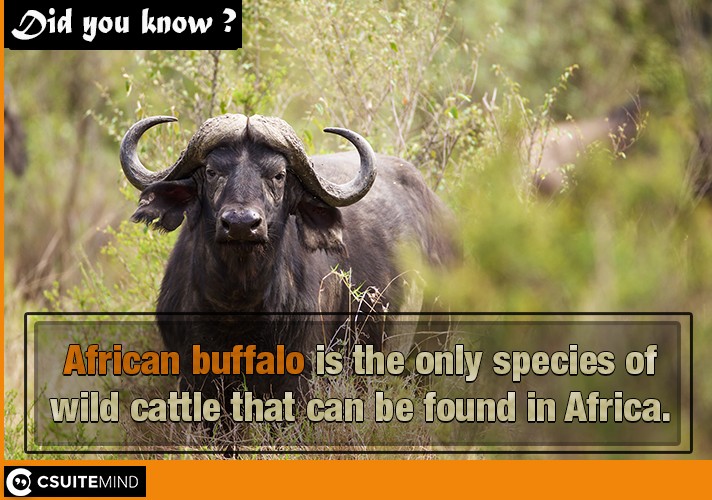 African buffalo is the only species of wild cattle that can be found in Africa. 