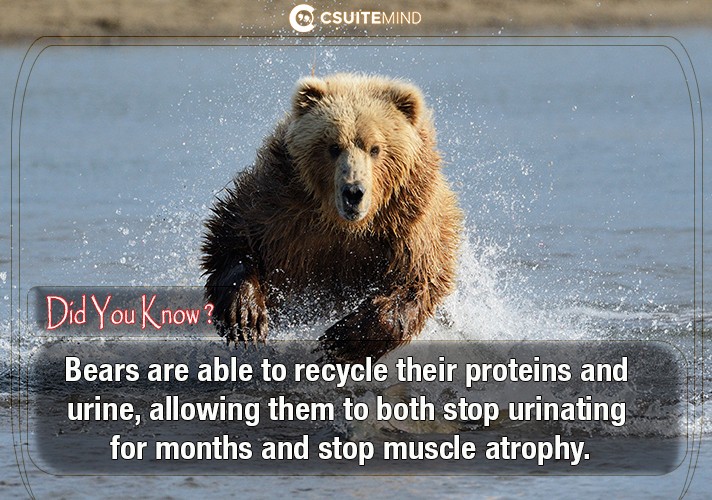 Bears are able to recycle their proteins and urine, allowing them to both stop urinating for months and stop muscle atrophy.