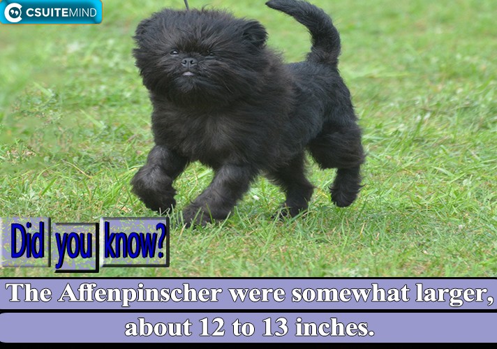 The Affenpinscher were somewhat larger, about 12 to 13 inches.