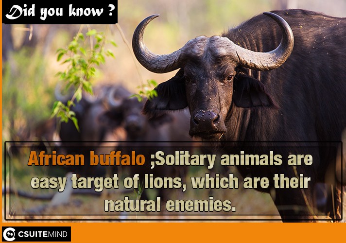 African buffalo ;Solitary animals are easy target of lions, which are their natural enemies.
