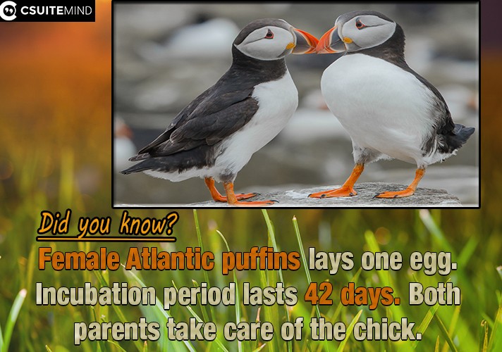  Female Atlantic puffins lays one egg. Incubation period lasts 42 days. Both parents take care of the chick.
