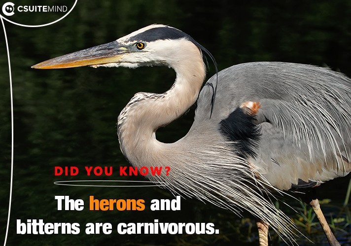 The herons and bitterns are carnivorous. 
