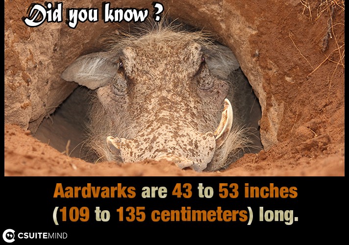 Aardvarks are 43 to 53 inches (109 to 135 centimeters) long,