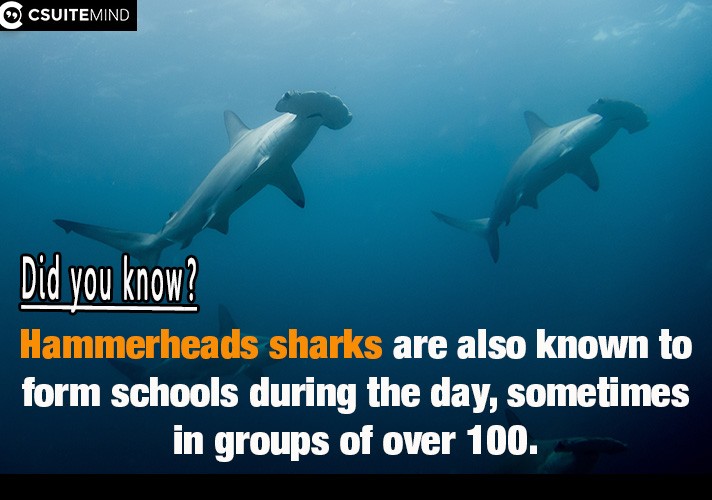 Hammerheads sharks are also known to form schools during the day, sometimes in groups of over 100. 
