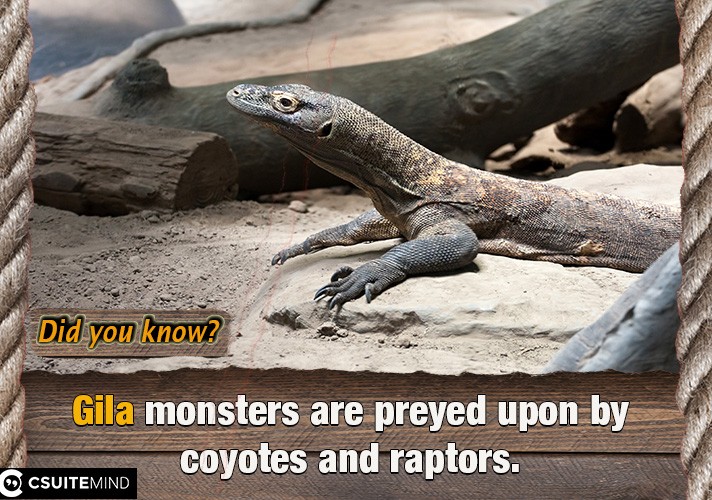 gila-monsters-are-preyed-upon-by-coyotes-and-raptors