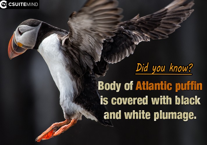 Body of Atlantic puffin is covered with black and white plumage. 
