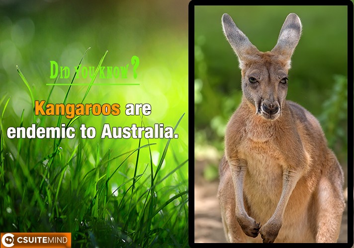 Kangaroos are endemic to Australia. 
