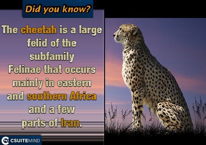 The cheetah is a large felid of the subfamily Felinae that occurs mainly in eastern and southern Africa and a few parts of Iran. 
