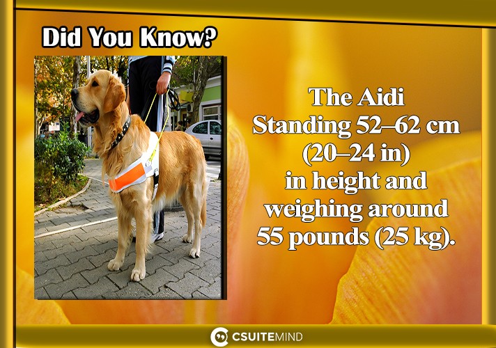 The Aidi Standing 52–62 cm (20–24 in) in height and weighing around 55 pounds (25 kg).
