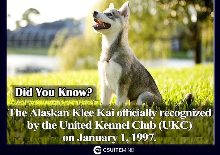  The Alaskan Klee Kai officially recognized by the United Kennel Club (UKC) on January 1, 1997.
