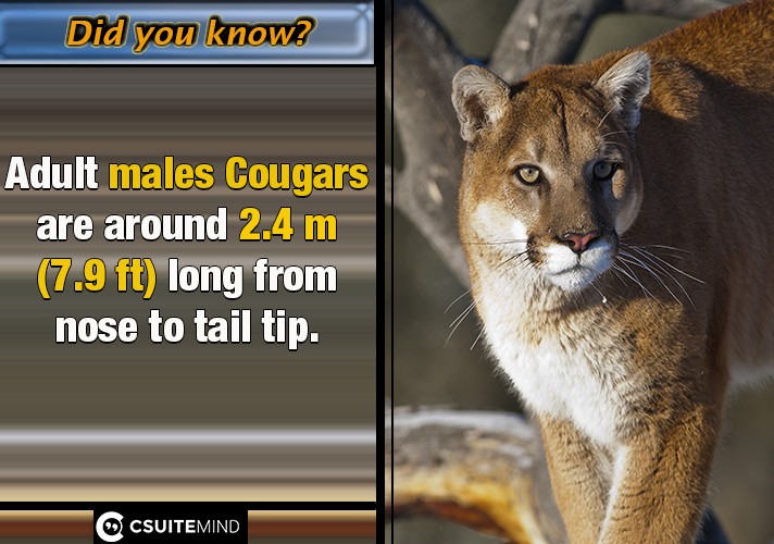  Adult males Cougars  are around 2.4 m (7.9 ft) long from nose to tail tip, 
