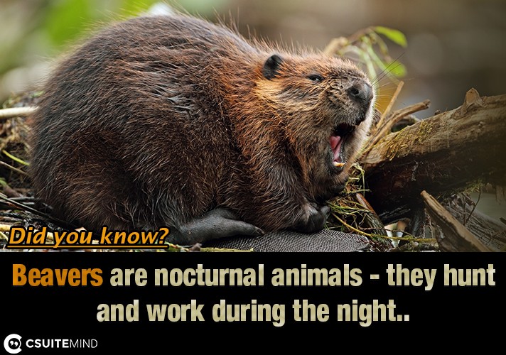 Beavers are nocturnal animals - they hunt and work during the night.
