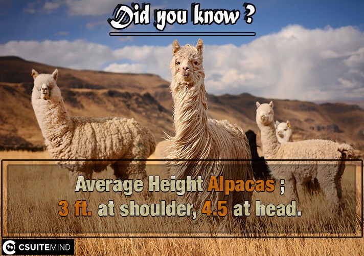 Average Height Alpacas ;3 ft. at shoulder, 4.5 at head. 