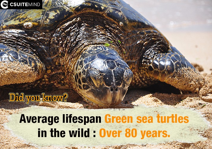 Average  lifespan Green sea turtles in the wild : Over 80 years
