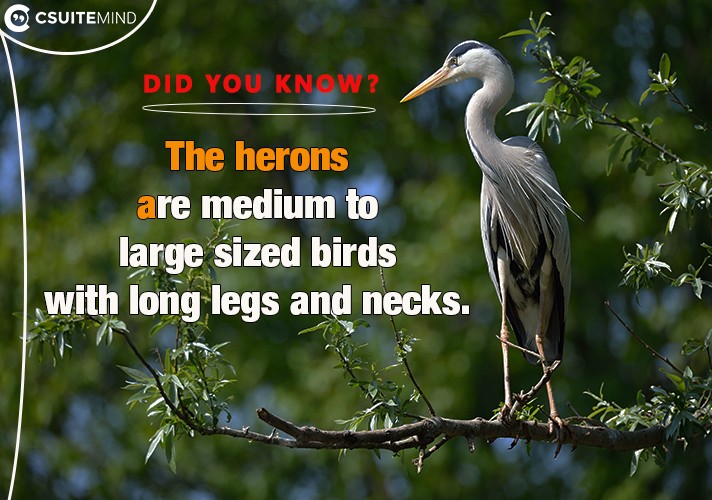 The herons are medium to large sized birds with long legs and necks. 
