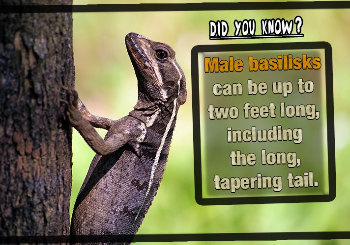 Male basilisks can be up to two feet long, including the long, tapering tail. 