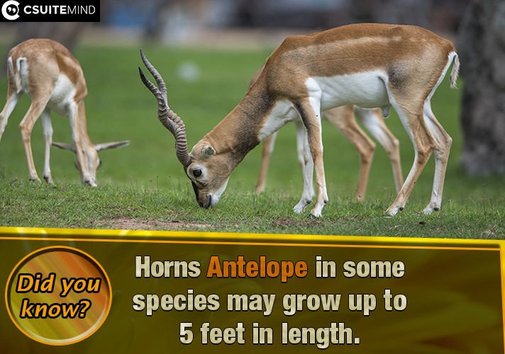 Horns Antelope in some species may grow up to 5 feet in length.
