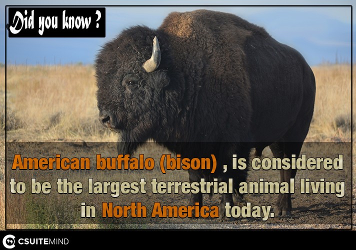 american-buffalo-bison-is-considered-to-be-the-largest-terrestrial-animal-living-in-north-america-today