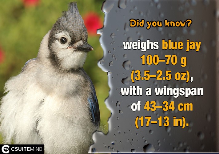 weighs-blue-jay-70100-g-2535-oz-with-a-wingspan-of-3443-cm-1317-in