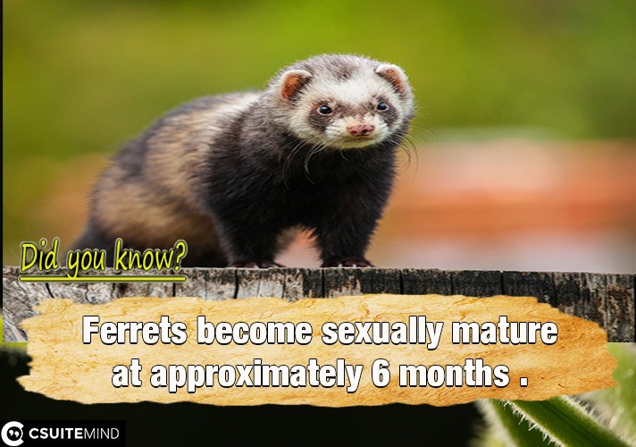 Ferrets become sexually mature at approximately 6 months .