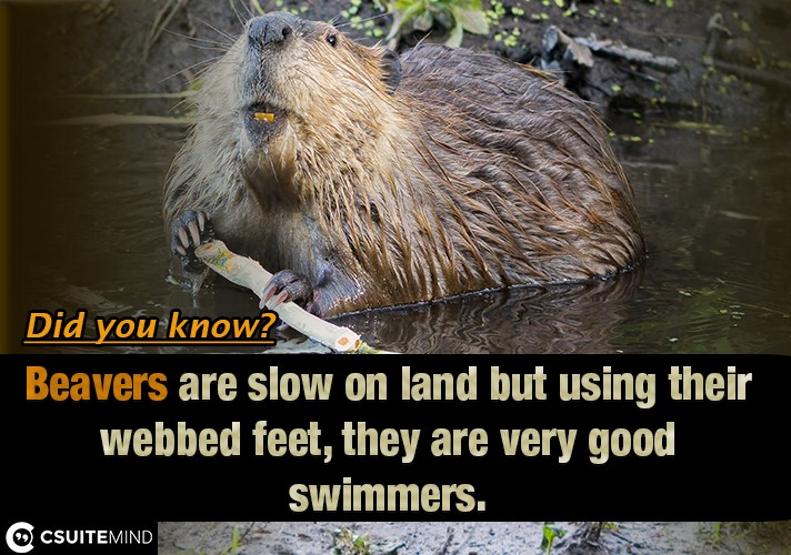 Beavers are slow on land but using their webbed feet, they are very good swimmers. 

