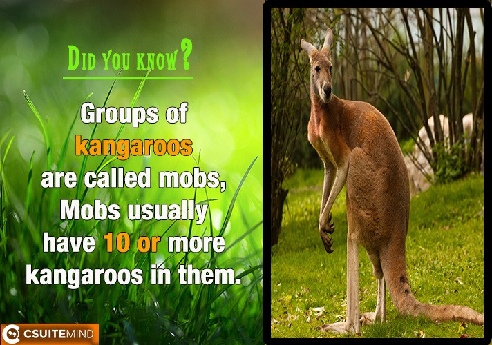 Groups of kangaroos are called mobs, Mobs usually have 10 or more kangaroos in them.
